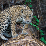 Leonardo Rocha de Almeida Abreu mostra por que o Pantanal é um dos biomas mais fascinantes do Brasil.