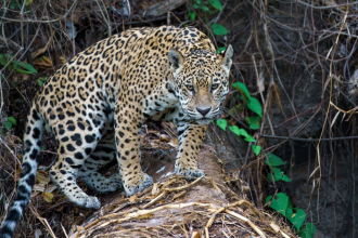 Leonardo Rocha de Almeida Abreu mostra por que o Pantanal é um dos biomas mais fascinantes do Brasil.