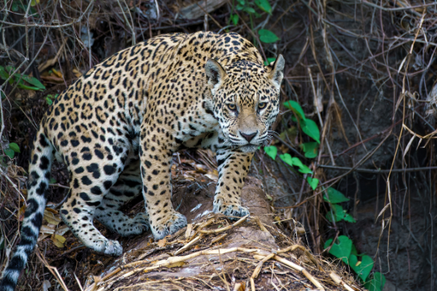 Leonardo Rocha de Almeida Abreu mostra por que o Pantanal é um dos biomas mais fascinantes do Brasil.