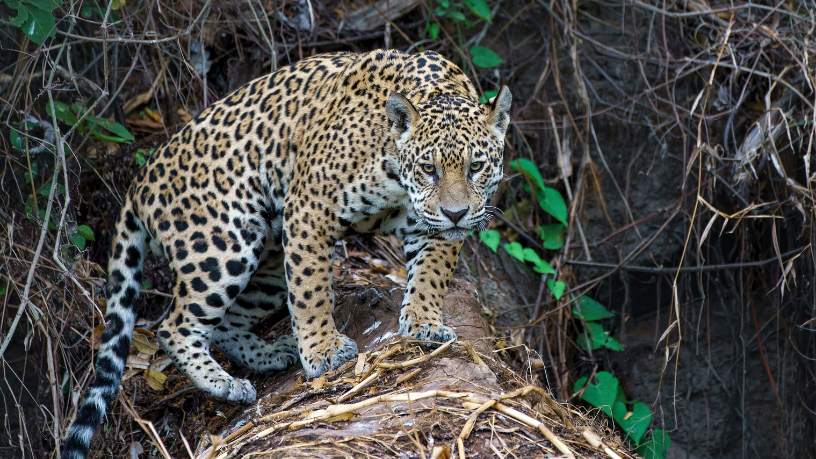 Leonardo Rocha de Almeida Abreu mostra por que o Pantanal é um dos biomas mais fascinantes do Brasil.
